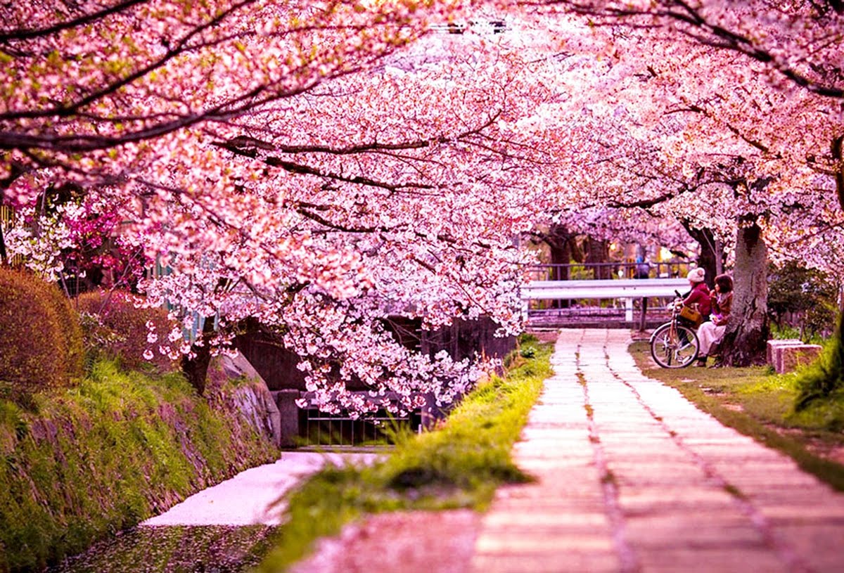 Đứng trên đất Nhật Bản, du khách sẽ được trải nghiệm trọn vẹn vẻ đẹp của quốc gia này. Bạn có thể tìm thấy sự hoà quyện của truyền thống và hiện đại ở mỗi nơi mà mình đặt chân đến. Chỉ với rất ít thời gian, bạn sẽ có dịp khám phá những khu vực tuyệt vời như Tokyo, Kyoto, Osaka,... Đến với hình ảnh này để bắt đầu hành trình chinh phục xứ sở Mặt trời mọc.